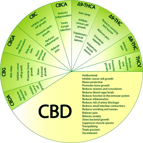 CBD-Oil3